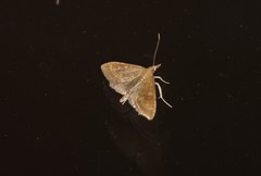 Udea fulvalis