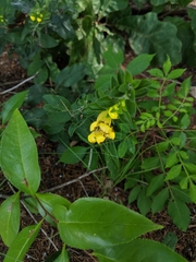 Aureolaria grandiflora