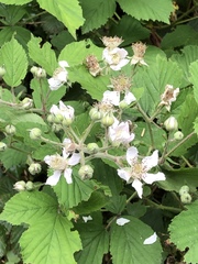Rubus