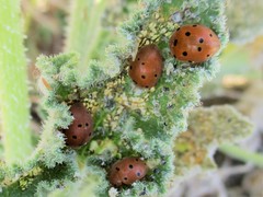 Henosepilachna argus