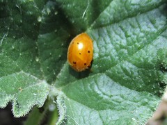 Henosepilachna argus