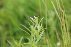 Epilobium palustre