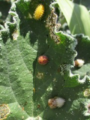 Henosepilachna argus