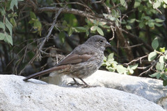 Passerella iliaca monoensis