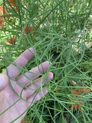 Angelica lineariloba