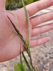 Calamagrostis inexpansa