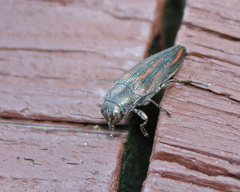Buprestis lineata
