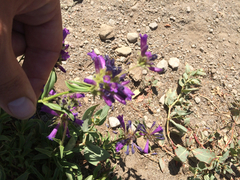 Penstemon