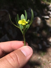 Ranunculus inamoenus
