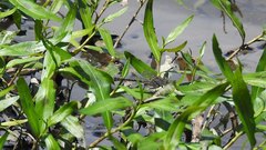 Arigomphus villosipes