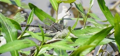 Arigomphus villosipes