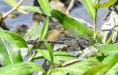Arigomphus villosipes
