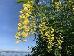 Laburnum anagyroides