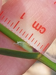 Calamagrostis inexpansa