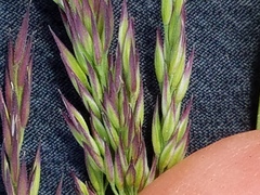 Calamagrostis inexpansa