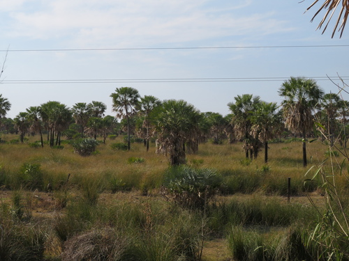 Image of Caranday palm by (c) Ezequiel Vera, some rights reserved (CC BY)