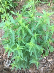 Aureolaria pedicularia