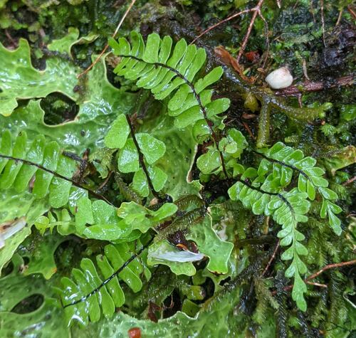 Asplenium monanthes