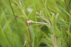 Epilobium palustre