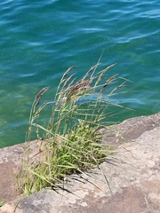 Calamagrostis inexpansa