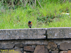 Tarsiger johnstoniae