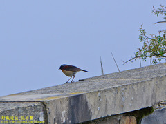 Tarsiger johnstoniae