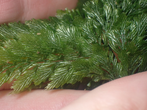 Image of Abrodictyum elongatum by (c) Paul Bell-Butler, some rights reserved (CC BY)