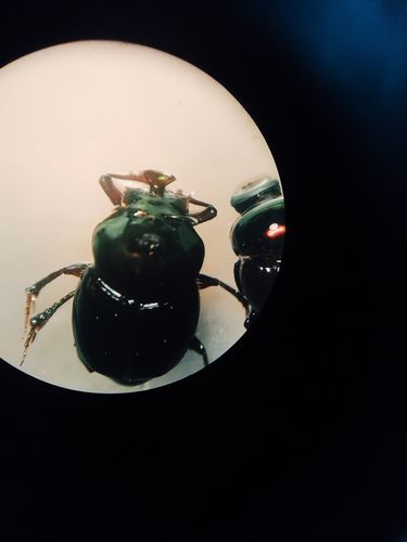 (Onthophagus rhinolophus)