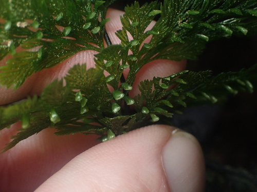Image of Abrodictyum elongatum by (c) Paul Bell-Butler, some rights reserved (CC BY)