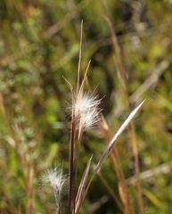 Andropogon eucomus