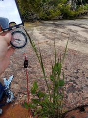 Calamagrostis inexpansa