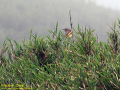 Horornis acanthizoides