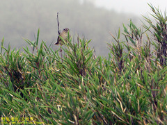 Horornis acanthizoides