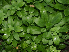 Hylotelephium telephium