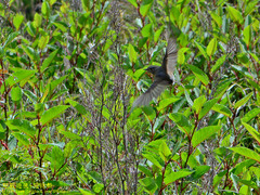 Tarsiger johnstoniae