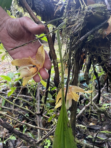 Foto de Orquídea Stanhopea