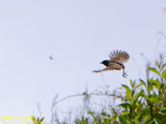 Tarsiger johnstoniae