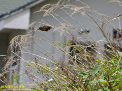 Tarsiger johnstoniae