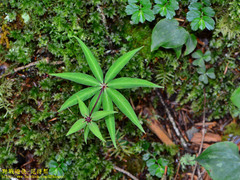 Paris polyphylla stenophylla