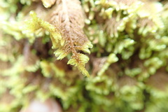 Hypnum dieckii