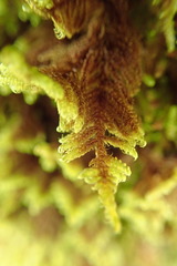 Hypnum dieckii