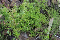 Galium tricornutum