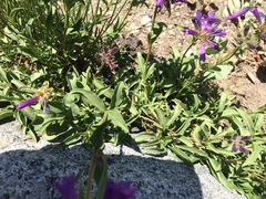 Penstemon