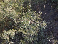 Rhamnus erythroxyloides