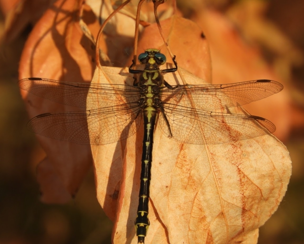 Olive Clubtail