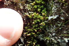 Amphidium lapponicum