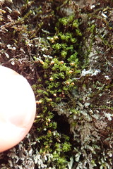 Amphidium lapponicum