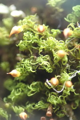 Amphidium lapponicum