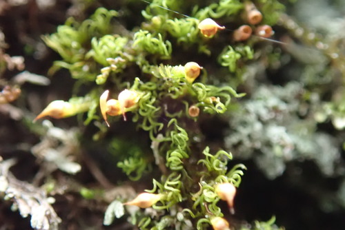 Image of Amphidium lapponicum by no rights reserved