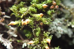 Amphidium lapponicum